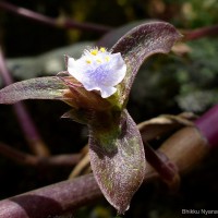 Cyanotis villosa (Spreng.) Schult. & Schult.f.